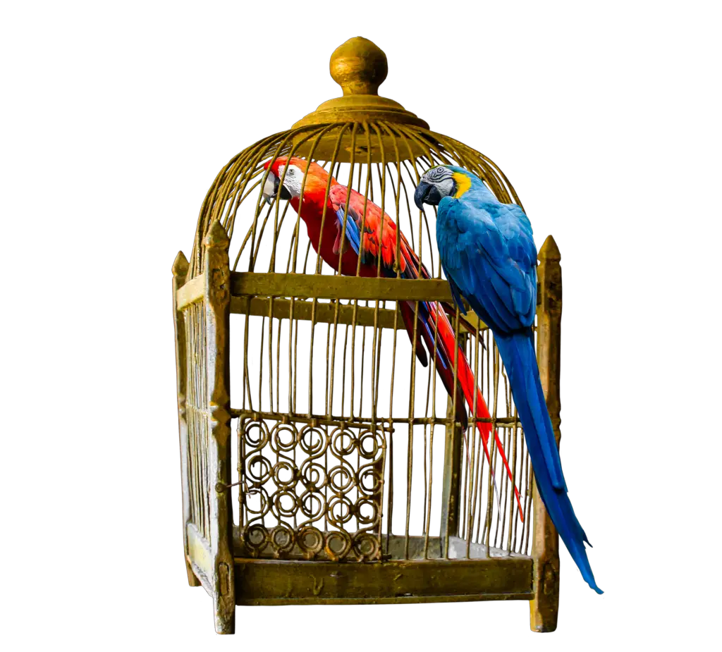 large bird cage for small birds
