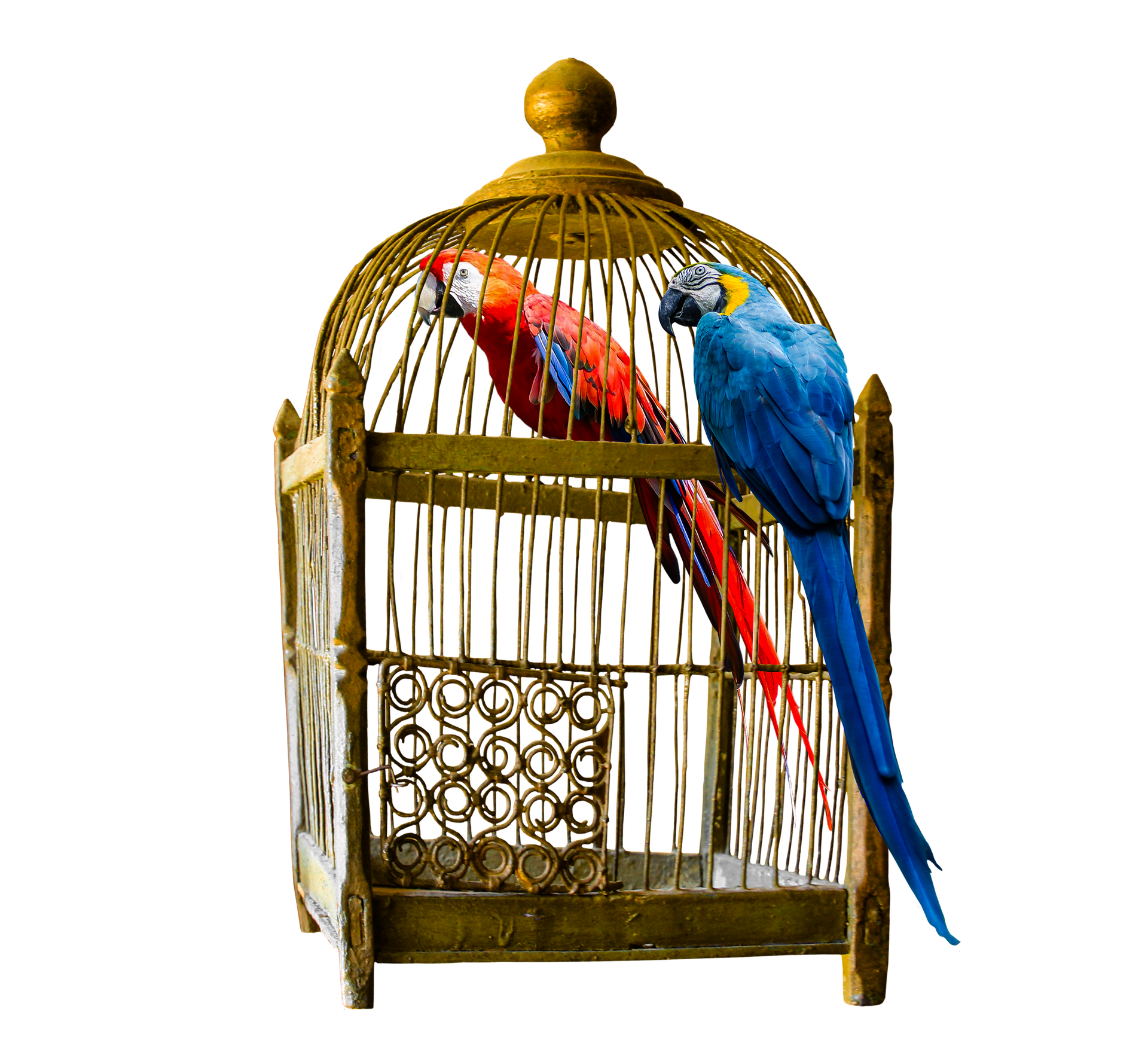 birds in a cage