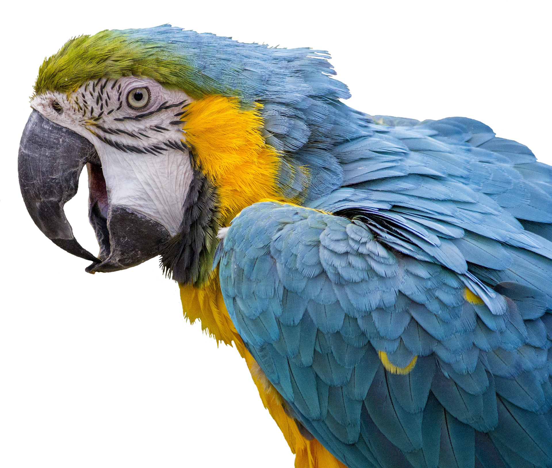 Blue Bird Names >> Top 30 Pet Bird Names Petshoper Blue Bird Names >> Top 30 Pet Bird Names Petshoper