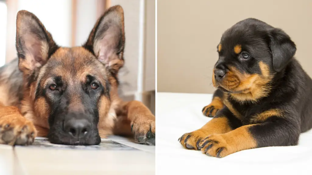 rottweiler mixed with german shepherd puppy