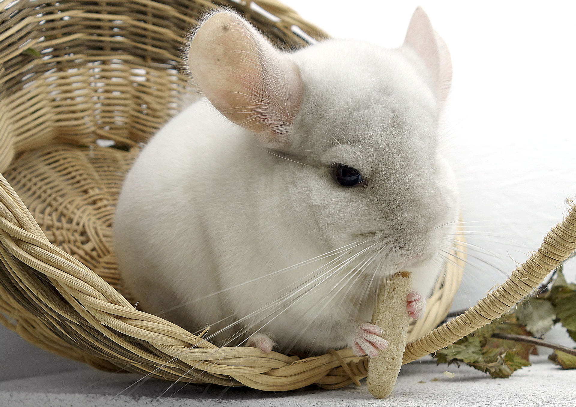 Name For Chinchilla + 250 CUTE NAMES [+Interesting Facts] | PetShoper