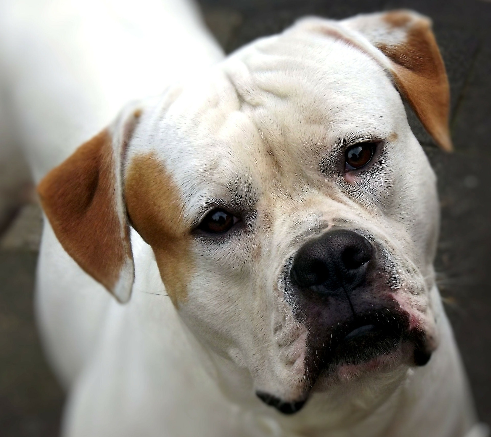 American Bulldog Thrilling Facts You Should Know