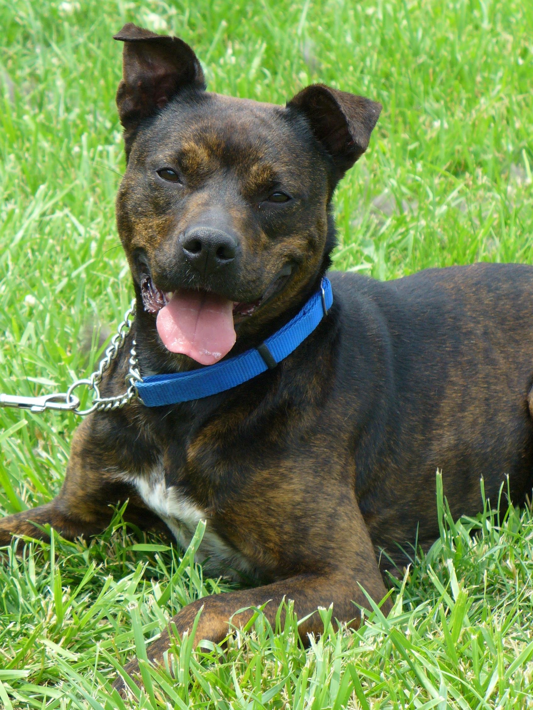 Brindle Pitbull - Great Loyal Breed (The Definitive Guide ...
