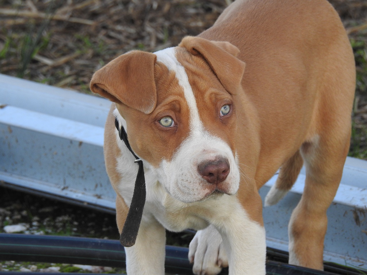 Red Nose Pitbull Amazing Facts That You Will Never Know ...