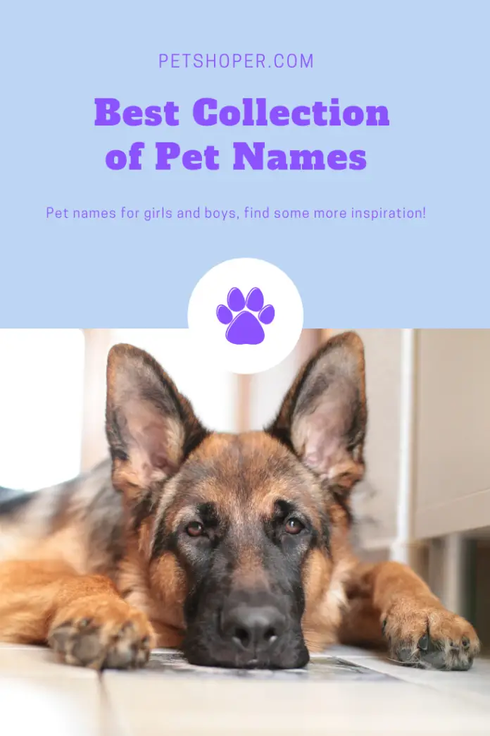 Best Collection of Pet Names [Popular & Cute Names Ever]