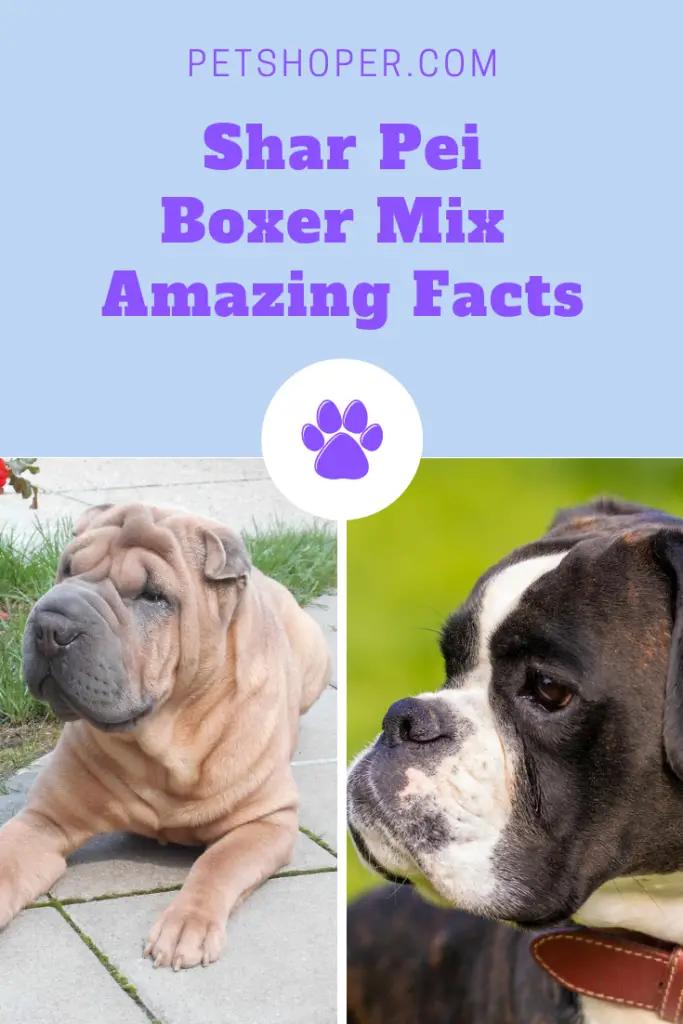 Shar-Pei Boxer Mix Amazing Facts You Should Know | PetShoper
