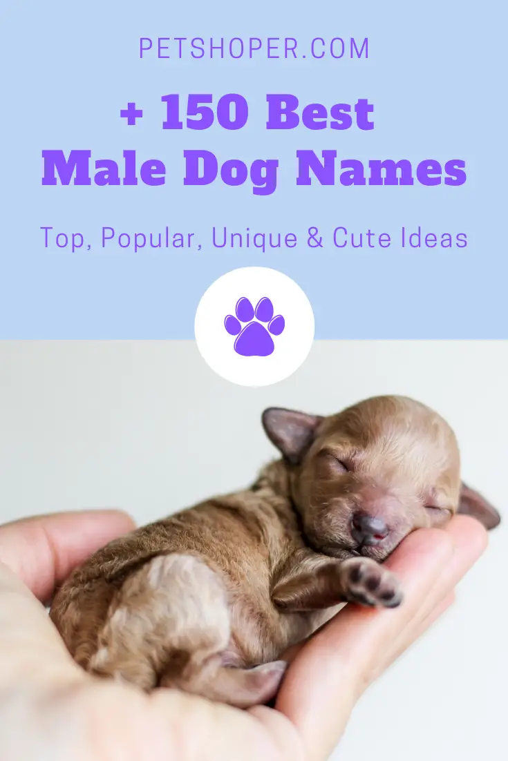 Male Dog Names 150 Ideas For Your Puppy Top 2019 Petshoper