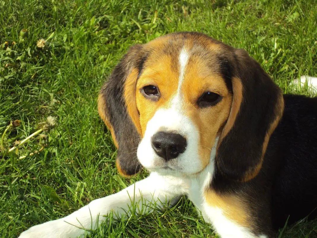 Beagle Puppy Training How To Train Beagle Dog [4 TIPS