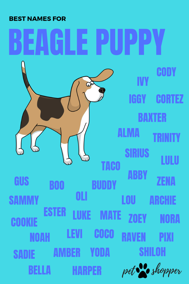 Best Collection of Pet Names [Popular & Cute Names Ever