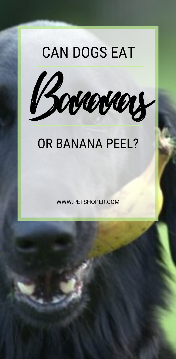 Can Dogs Eat Bananas? Or banana peel?