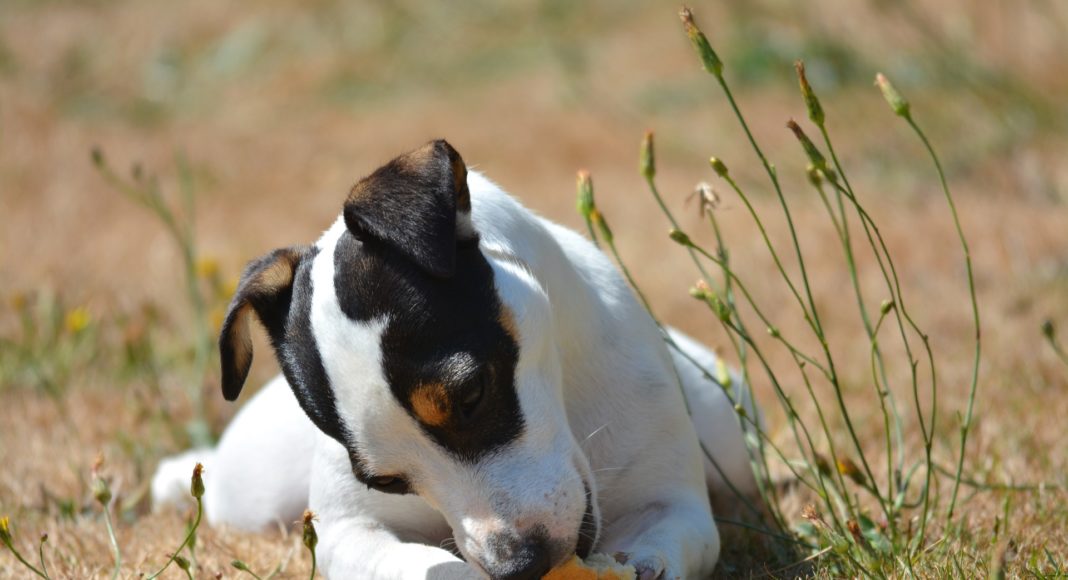 Can Dogs Eat Bread Is Bread Toxic To Dogs PetShoper