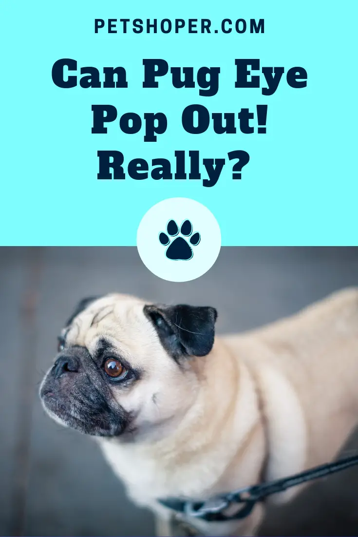 Can Pug Eye Pop Out! Really? [Indepth Guide]