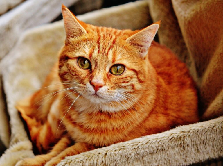 Can Cats Eat Sweets? Does Your Cat Have a Sweet Tooth?