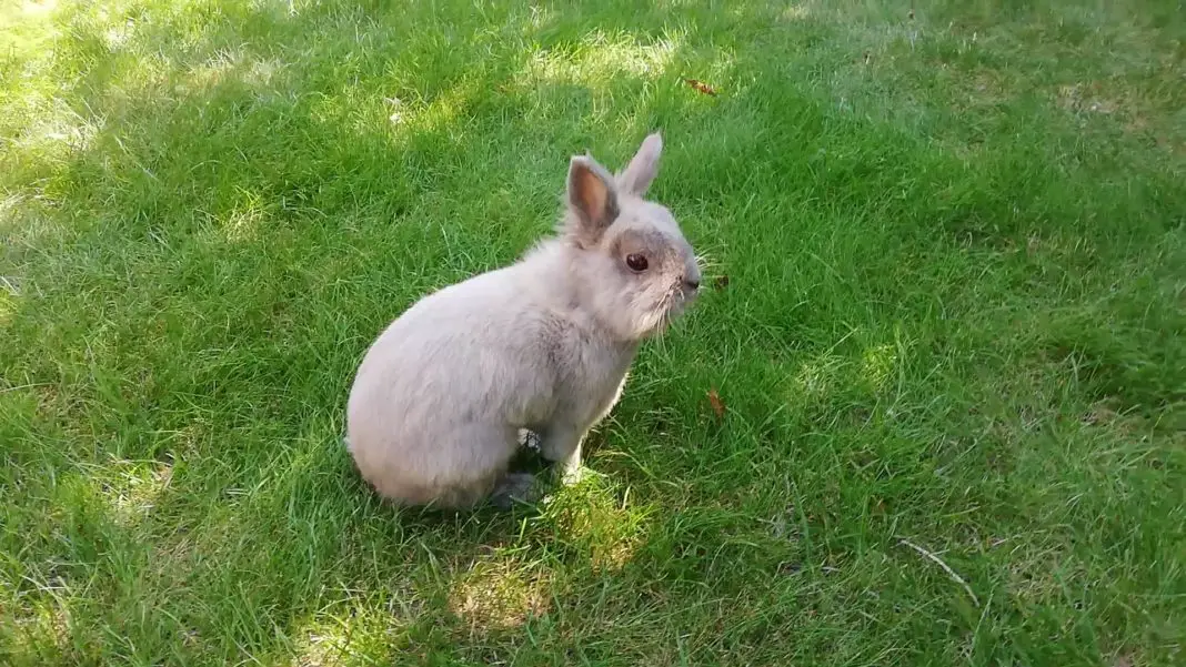 Why Do Rabbits Stamp Their Feet? [Research Findings]