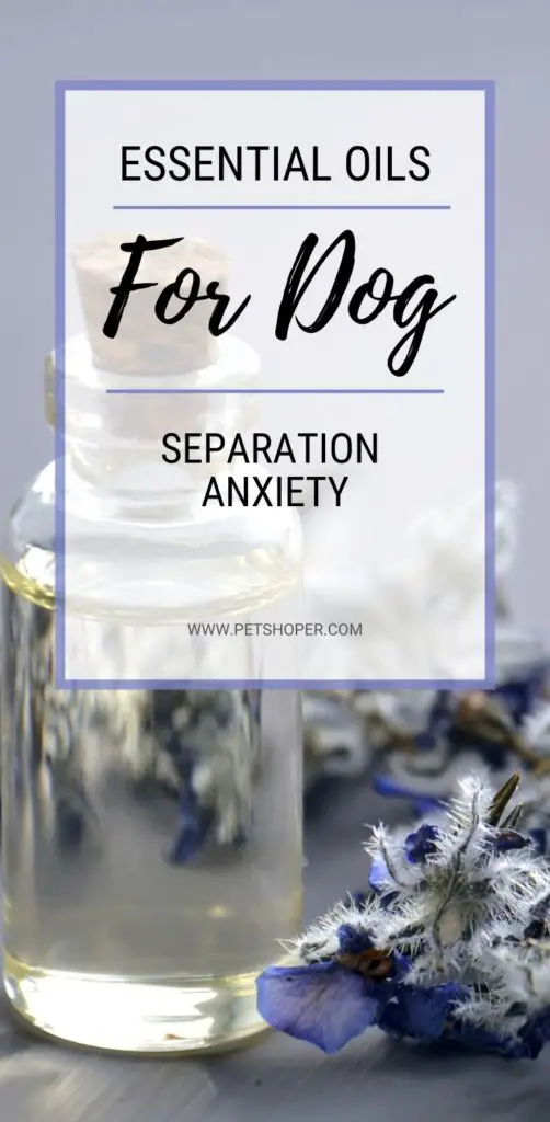 Essential Oils For Dog Separation Anxiety