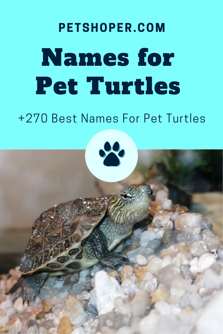 270 Best Names For Pet Turtles And Tortoises 2020 Petshoper,Seasons 52 Asparagus Soup