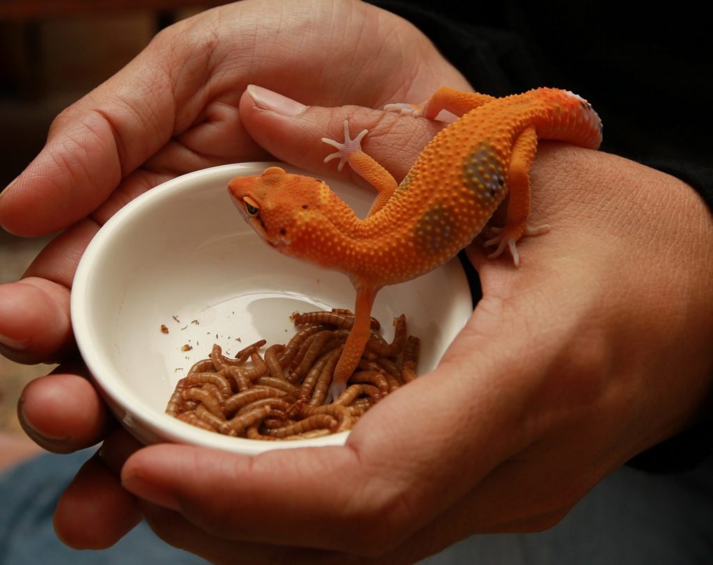 What Do Geckos Eat? [Ultimate Guide]