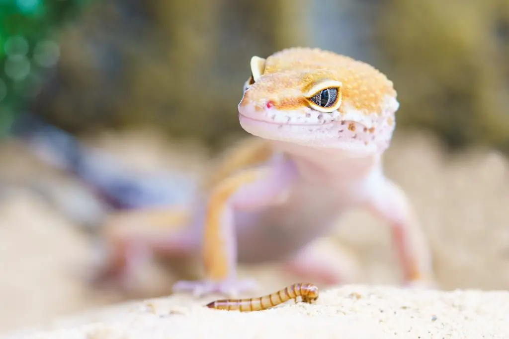 What Do Geckos Eat? [Ultimate Guide]