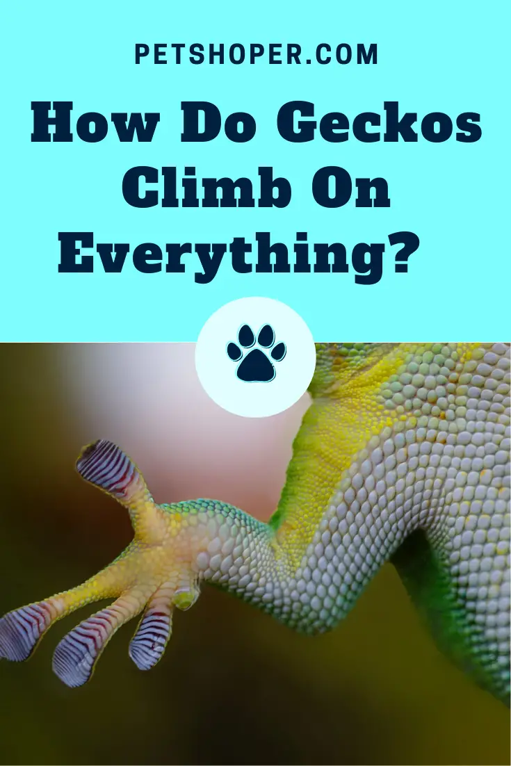 How Do Geckos Climb On Everything? [Deep Guide]