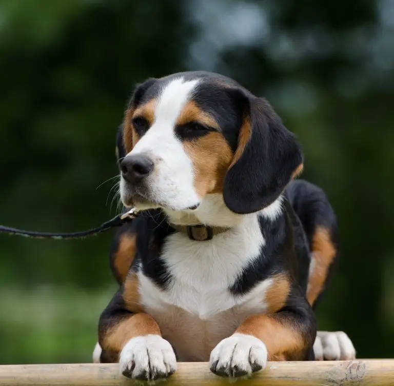 How Big Do Beagles Get? [+ Beagle Mixes And Their Sizes]