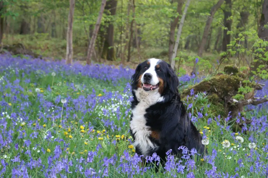 Flower Names For Dogs +160 Best Female Male