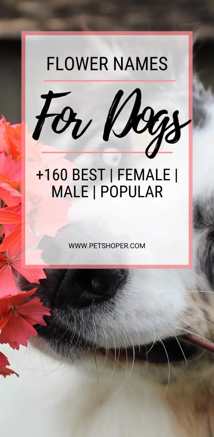 Flower Names For Dogs +160 Best Female Male