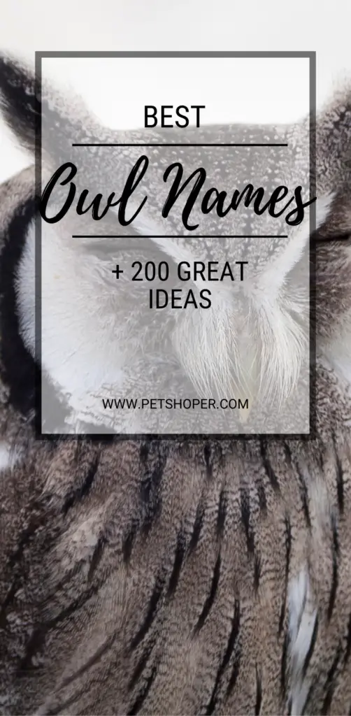 Owl Names +243 TOP Ideas Incl. Harry Potter Owl