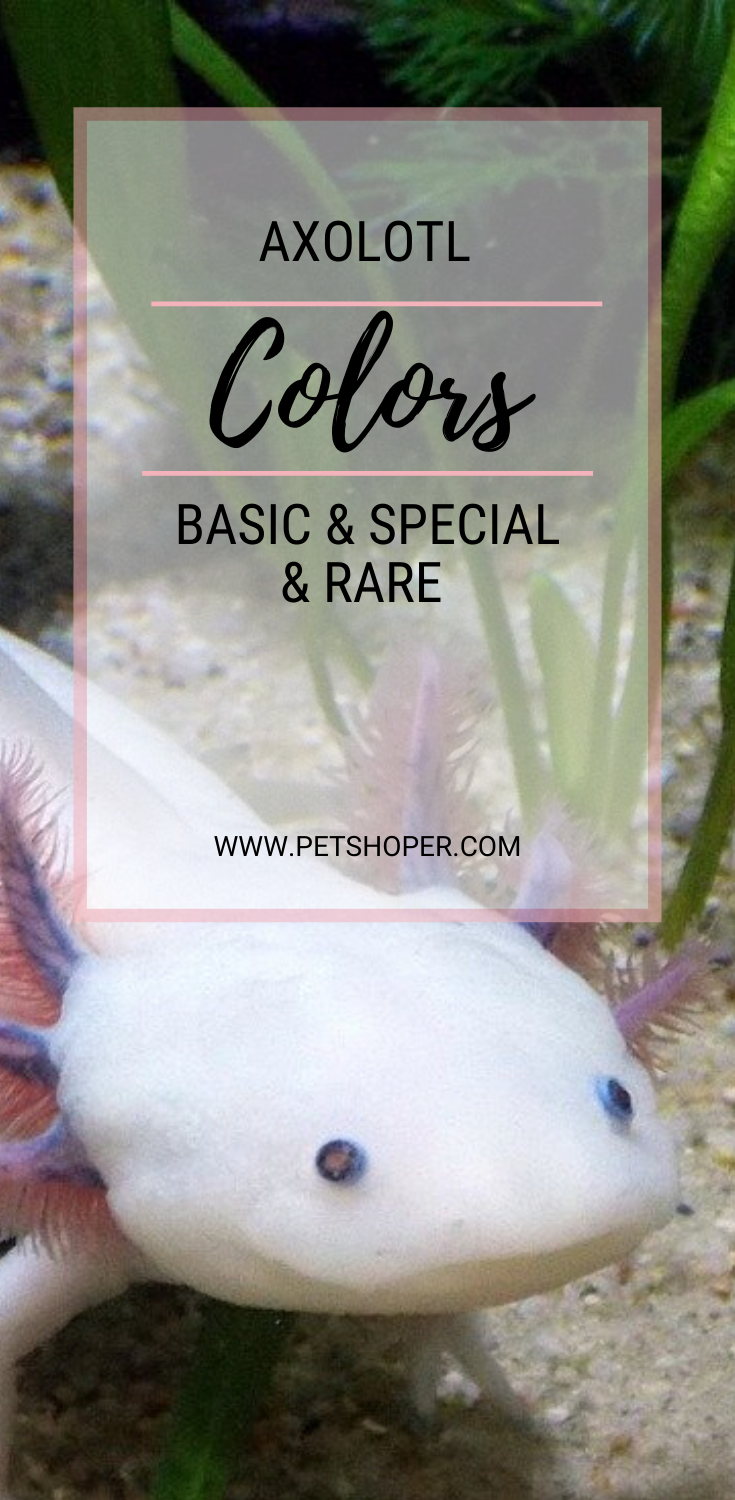 Axolotl Colors Basic Special Rare Colors Petshoper