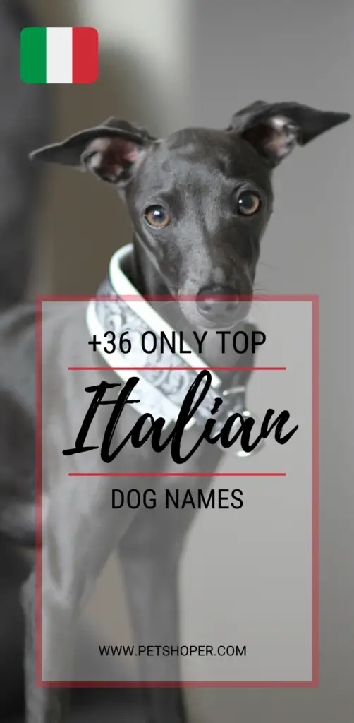 Italian Dog Names +36 ONLY TOP Ideas [with Video]
