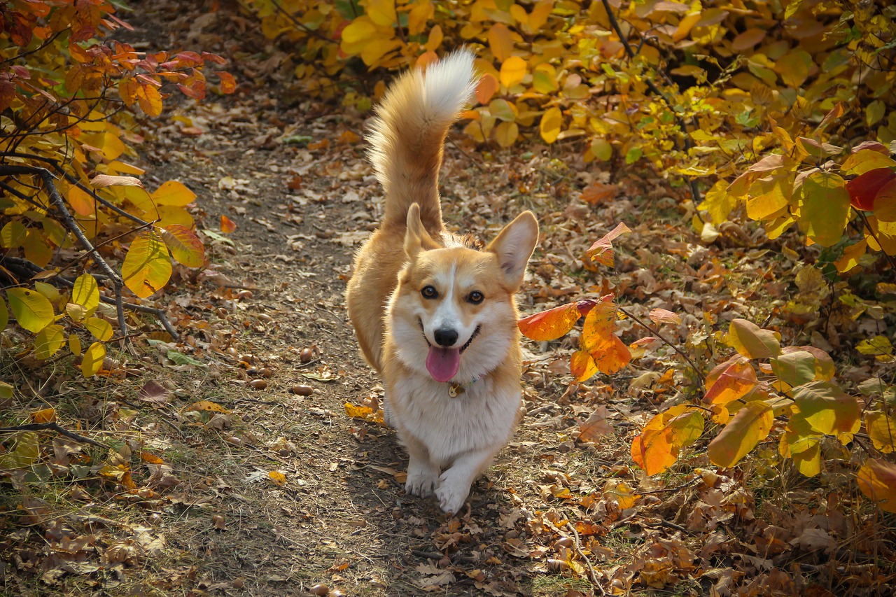 corgi with tail