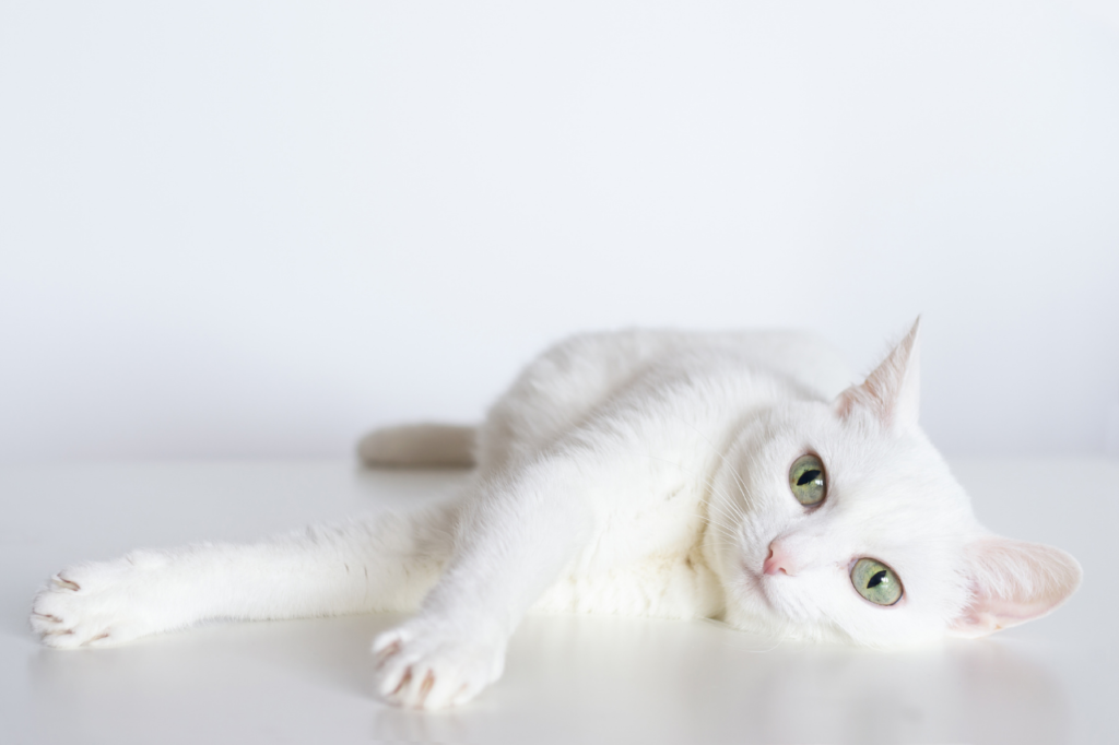White Cat Names 90 Best TOP Ideas PetShoper