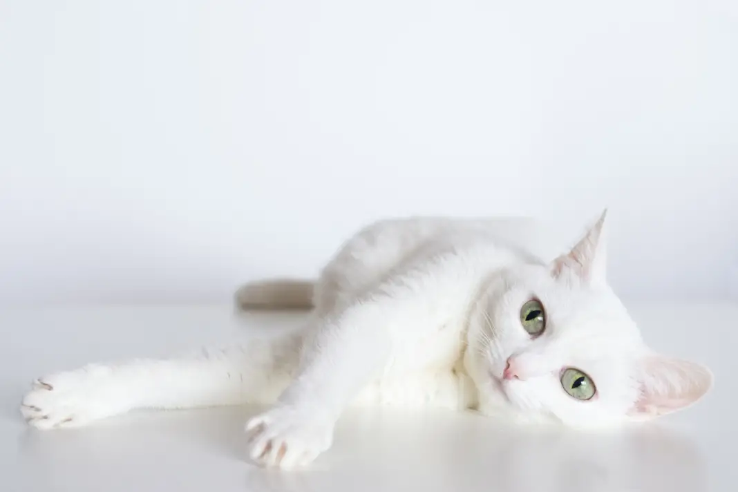 White Cat Names +90 Best & TOP Ideas | PetShoper