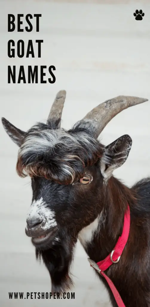 Goat Names 100+ TOP Boy & Girl Names Ideas