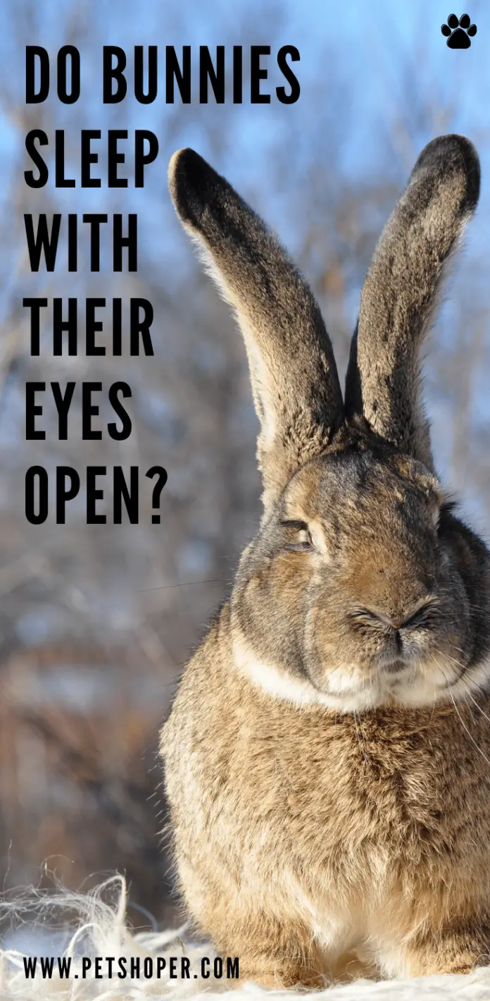 Do Bunnies Sleep With Their Eyes Open?