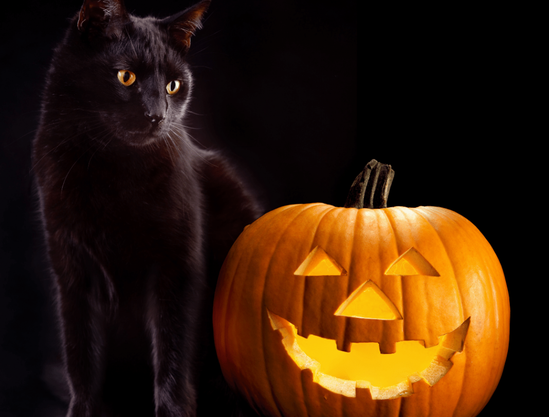 Halloween Names For Cats 66+ Top & Best Spooky Ideas | PetShoper