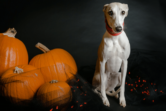  halloween names for dogs 66 top cute spooky ideas petshoper