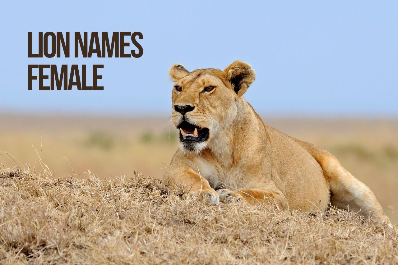 Lion Names 325+ TOP & BEST & Amazing Lion Names