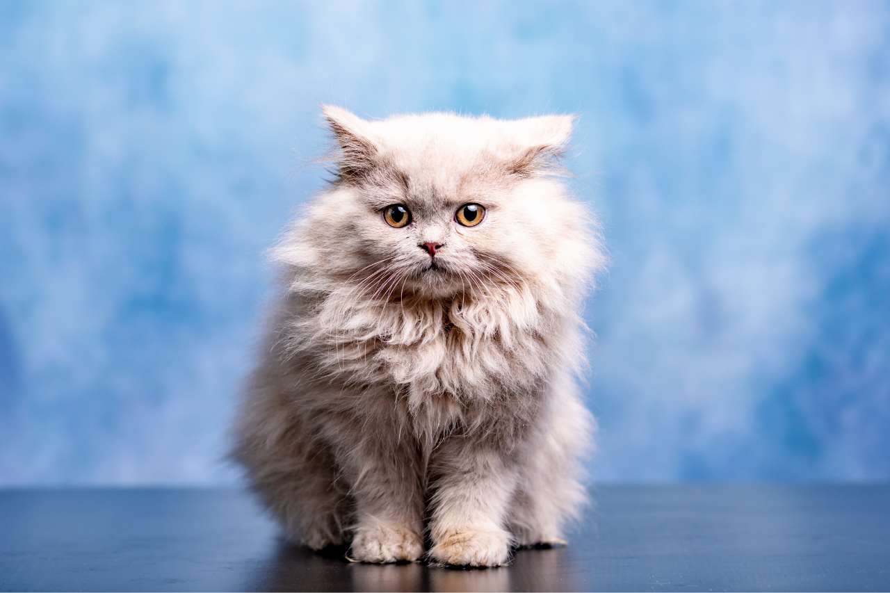 Cartoon Cat Names 79 Best Cute Ideas Petshoper