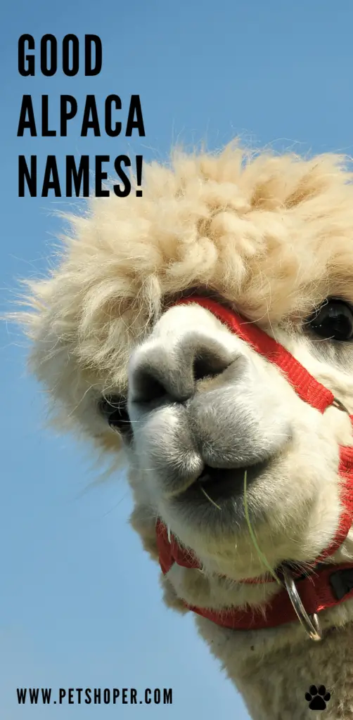 Good Alpaca Names 93+ Cute & Funny Ideas