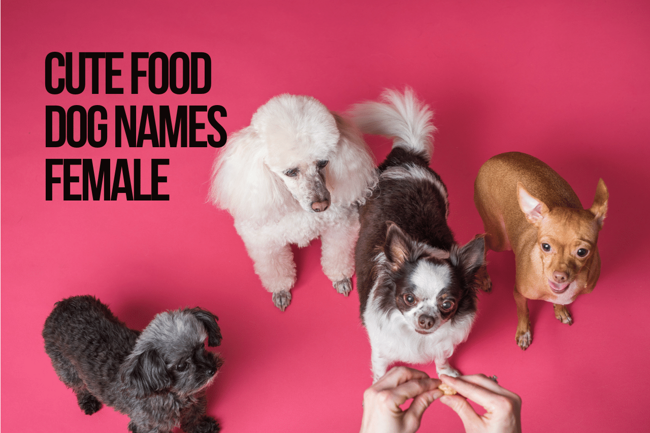 Cute Food Dog Names 87+ Ideas [with Video]