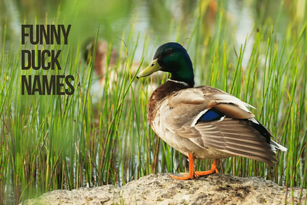 Duck Names 200+ Best & Funny Names [with Video]