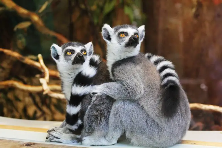 Lemur Names 65+ CUTE &amp; FUNNY Ideas