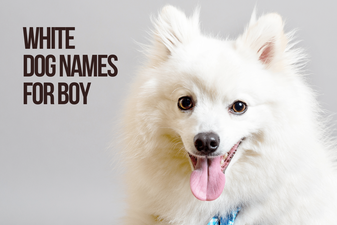 White Dog Names +102 Cute & Best Ideas [Male & Female]