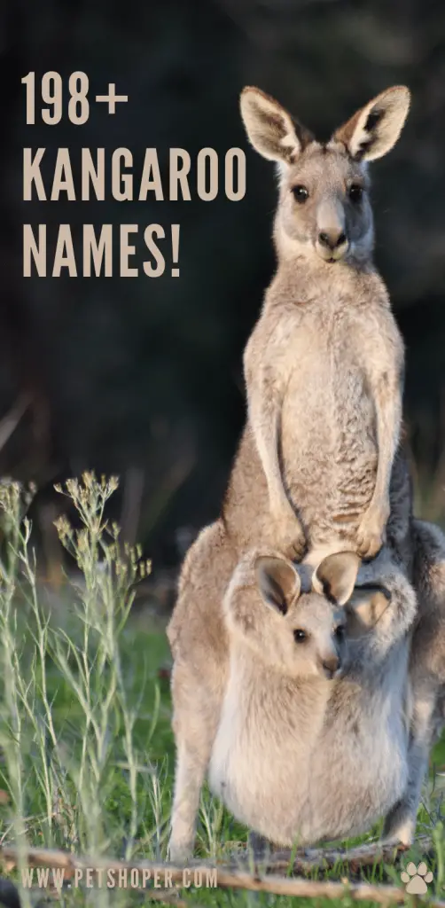 Kangaroo Names 198+ Best & Good & Famous Names!