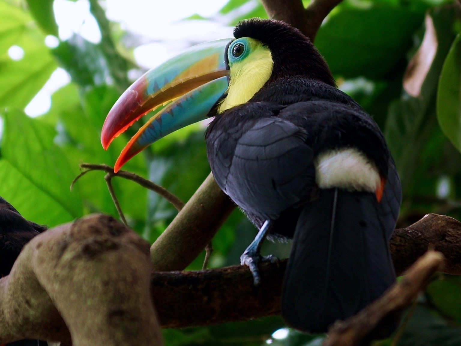 Toucan Names 98 BEST CUTE TOP Ideas with Video PetShoper