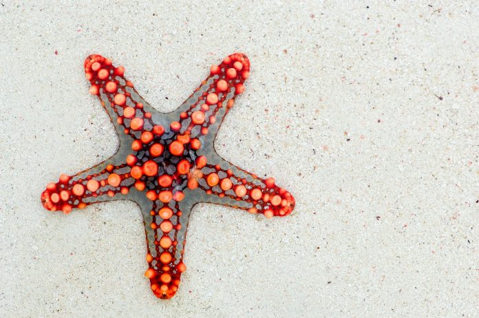 Starfish Names 198 Top Best Cute Ideas with Video PetShoper