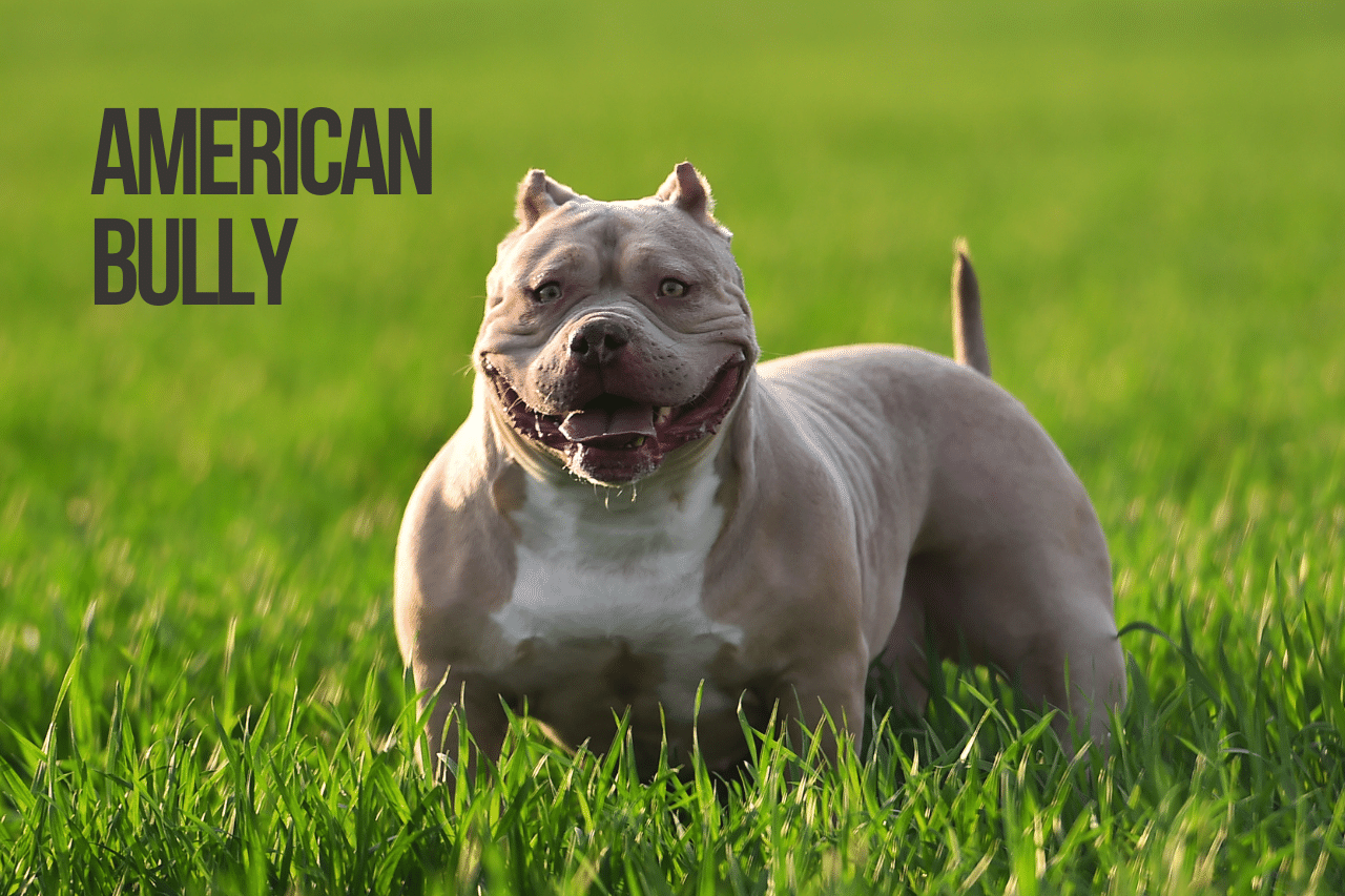 Most Muscular Dog Breeds In the World[Top 10 Breeds]