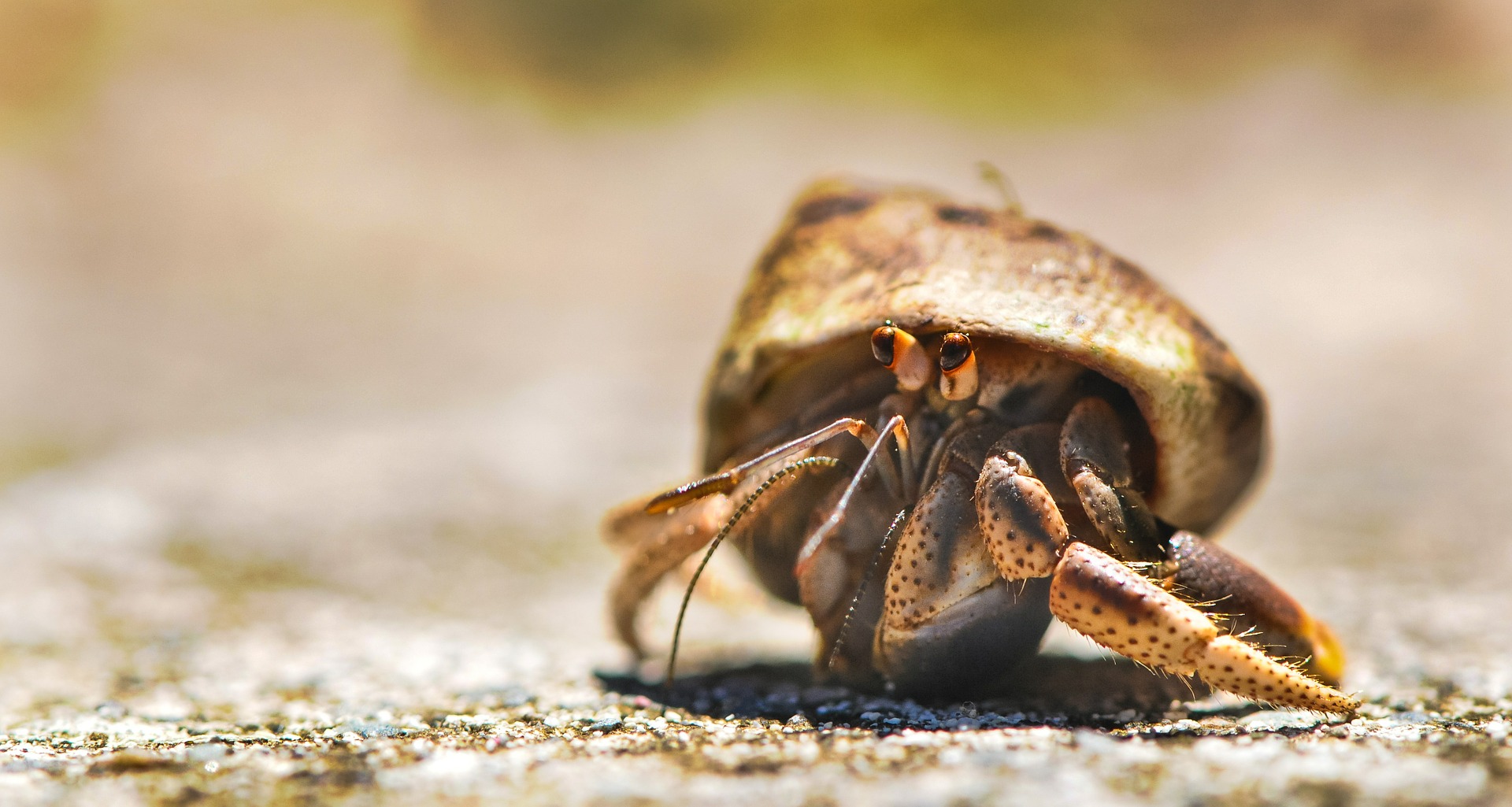 Hermit Crab Names 0 Creative Ideas Facts Petshoper Hermit Crab Names 0 Creative Ideas Facts Petshoper
