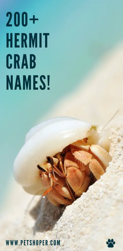 Hermit Crab Names 200+ Creative Ideas & Facts