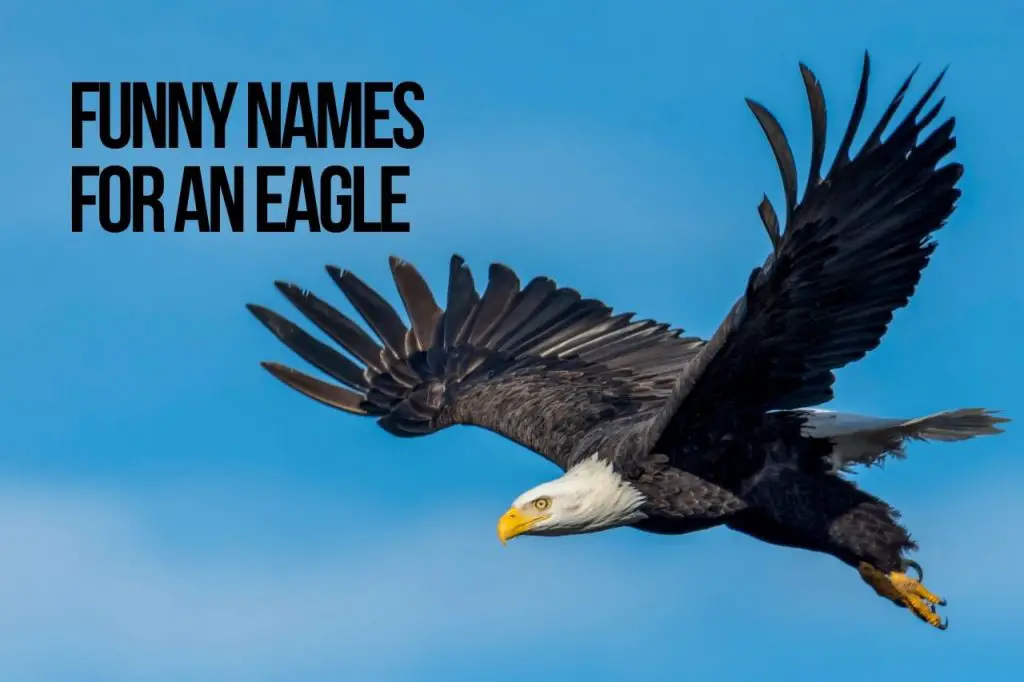 Eagle Names 200+ Best Names for an Eagle
